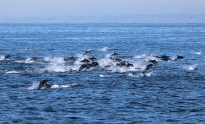 IMG 0395 2 | San Diego Whale Watch 5
