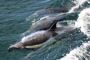 IMG 7018 2 | San Diego Whale Watch 9