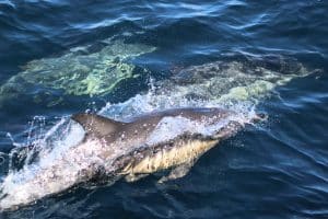 IMG 8989 2 | San Diego Whale Watch 7