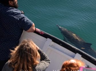 Explore the Pacific Playground: Your Complete Guide to San Diego Ocean Tours