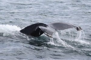 217A0651 2 | San Diego Whale Watch 3