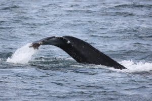 217A0761 2 | San Diego Whale Watch 5