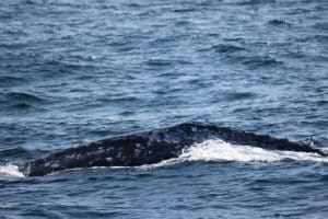 217A0831 2 | San Diego Whale Watch 1