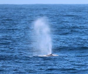 217A1014 2 | San Diego Whale Watch 3