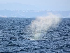 217A1140 2 | San Diego Whale Watch 1