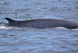 217A1351 2 | San Diego Whale Watch 5