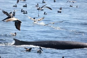 217A4440 2 | San Diego Whale Watch 5