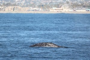 217A4831 2 | San Diego Whale Watch 9