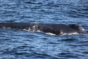 217A5229 2 | San Diego Whale Watch 9