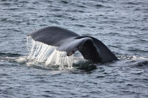 217A5648 2 | San Diego Whale Watch 11