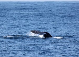 217A7698 2 | San Diego Whale Watch 3