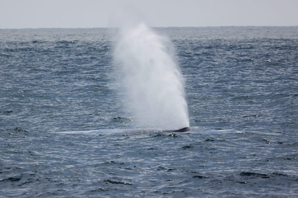 Gray Whale Migration Facts - Everything You Need to Know March 8th