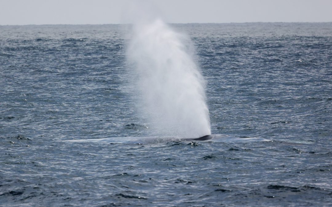 gray whale migration facts