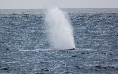 Gray Whale Migration Facts – Everything You Need to Know