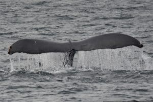 DSC 0097 2 | San Diego Whale Watch 1