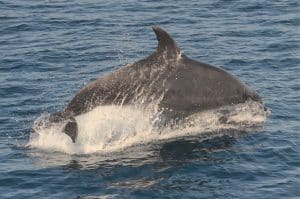 DSC 0359 2 | San Diego Whale Watch 5