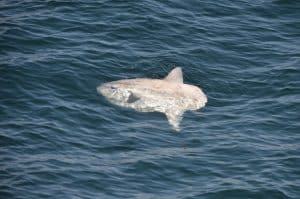 DSC 0383 2 | San Diego Whale Watch 5