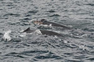 DSC 0816 2 | San Diego Whale Watch 3
