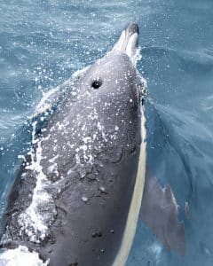 1 DSC3174 | San Diego Whale Watch 3