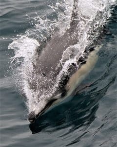 1 DSC3187 | San Diego Whale Watch 5
