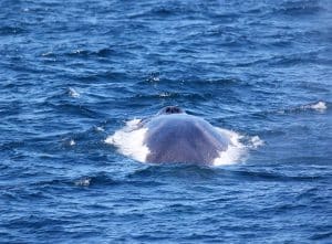 217A2412 2 Copy | San Diego Whale Watch 1