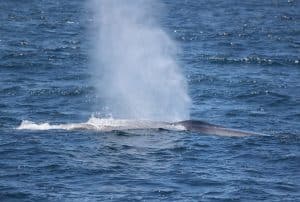 217A2613 2 Copy | San Diego Whale Watch 3