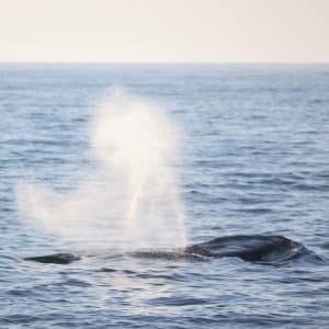 217A3596 2 | San Diego Whale Watch 3