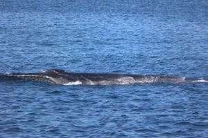 217A3717 2 | San Diego Whale Watch 1