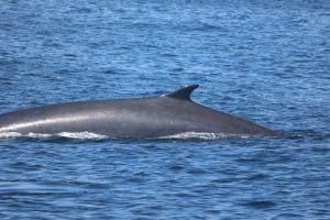 217A3727 2 | San Diego Whale Watch 3