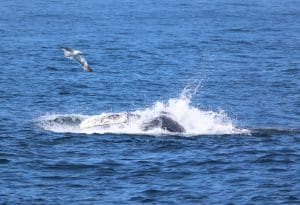217A4941 2 | San Diego Whale Watch 9