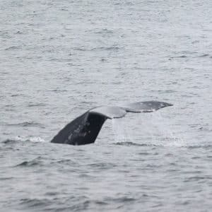 217A5356 2 | San Diego Whale Watch 3