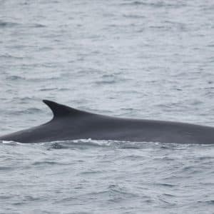 217A5417 2 | San Diego Whale Watch 5