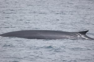 217A5569 2 | San Diego Whale Watch 7