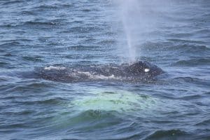 217A5921 2 | San Diego Whale Watch 5