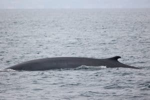 217A6040 2 | San Diego Whale Watch 7