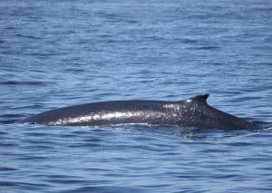 217A6201 2 | San Diego Whale Watch 1