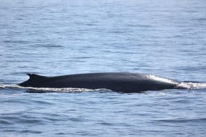 217A6547 2 | San Diego Whale Watch 3