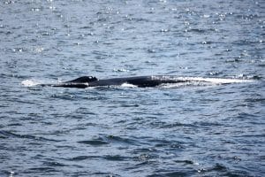 217A6576 2 | San Diego Whale Watch 5