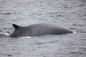 217A6797 2 | San Diego Whale Watch 1