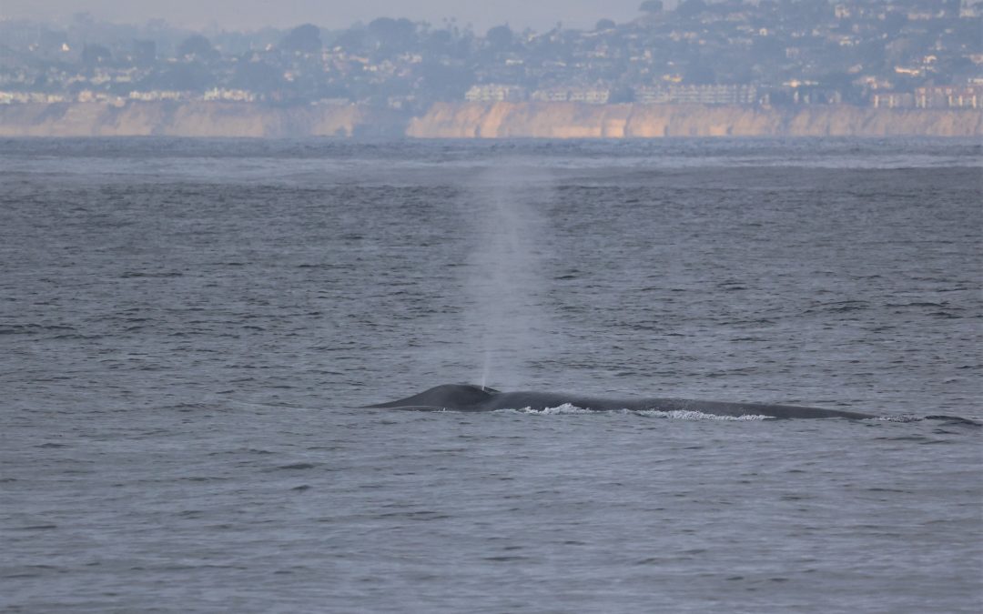 whale watching San Diego season