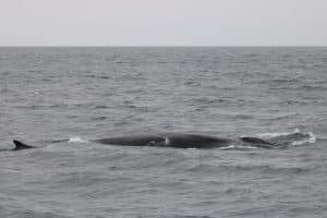 IMG 8560 2 | San Diego Whale Watch 7