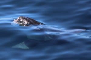 IMG 9223 2 | San Diego Whale Watch 13