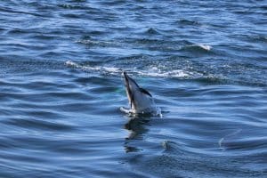 IMG 9384 2 | San Diego Whale Watch 9