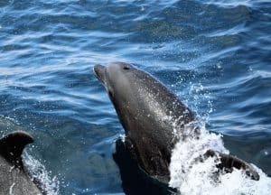 IMG 9814 2 | San Diego Whale Watch 5
