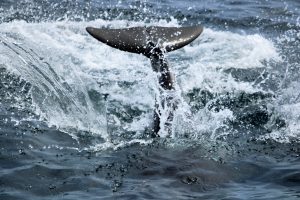 IMG 9924 2 | San Diego Whale Watch 7