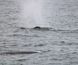 IMG 9968 2 | San Diego Whale Watch 11