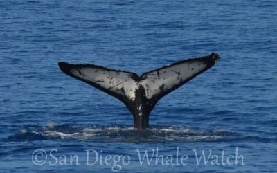 Tailored to Perfection: Private Whale Watching Tours in San Diego