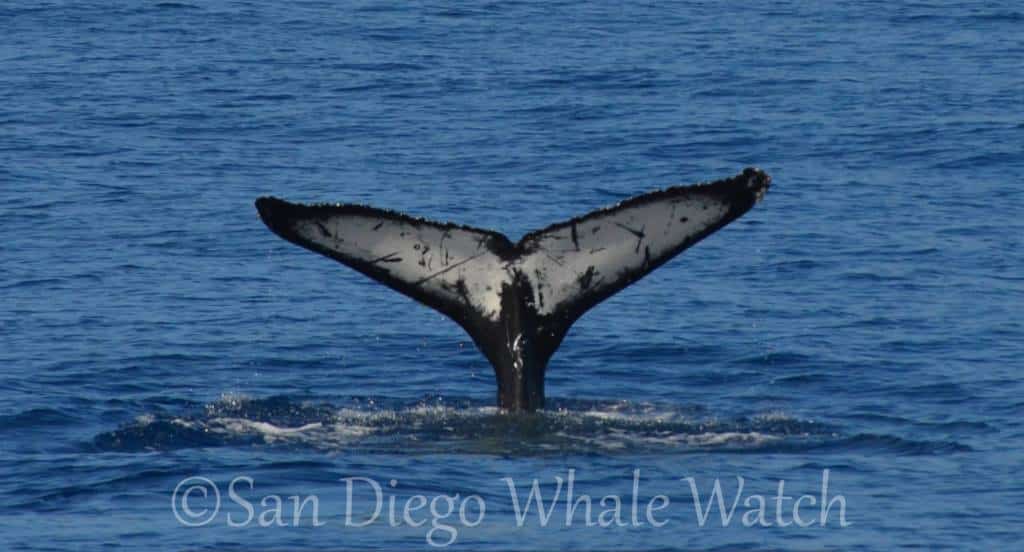Tailored to Perfection: Private Whale Watching Tours in San Diego