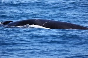 217A0744 2 | San Diego Whale Watch 1