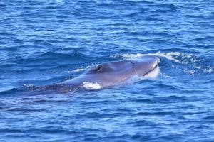 217A1097 2 | San Diego Whale Watch 5